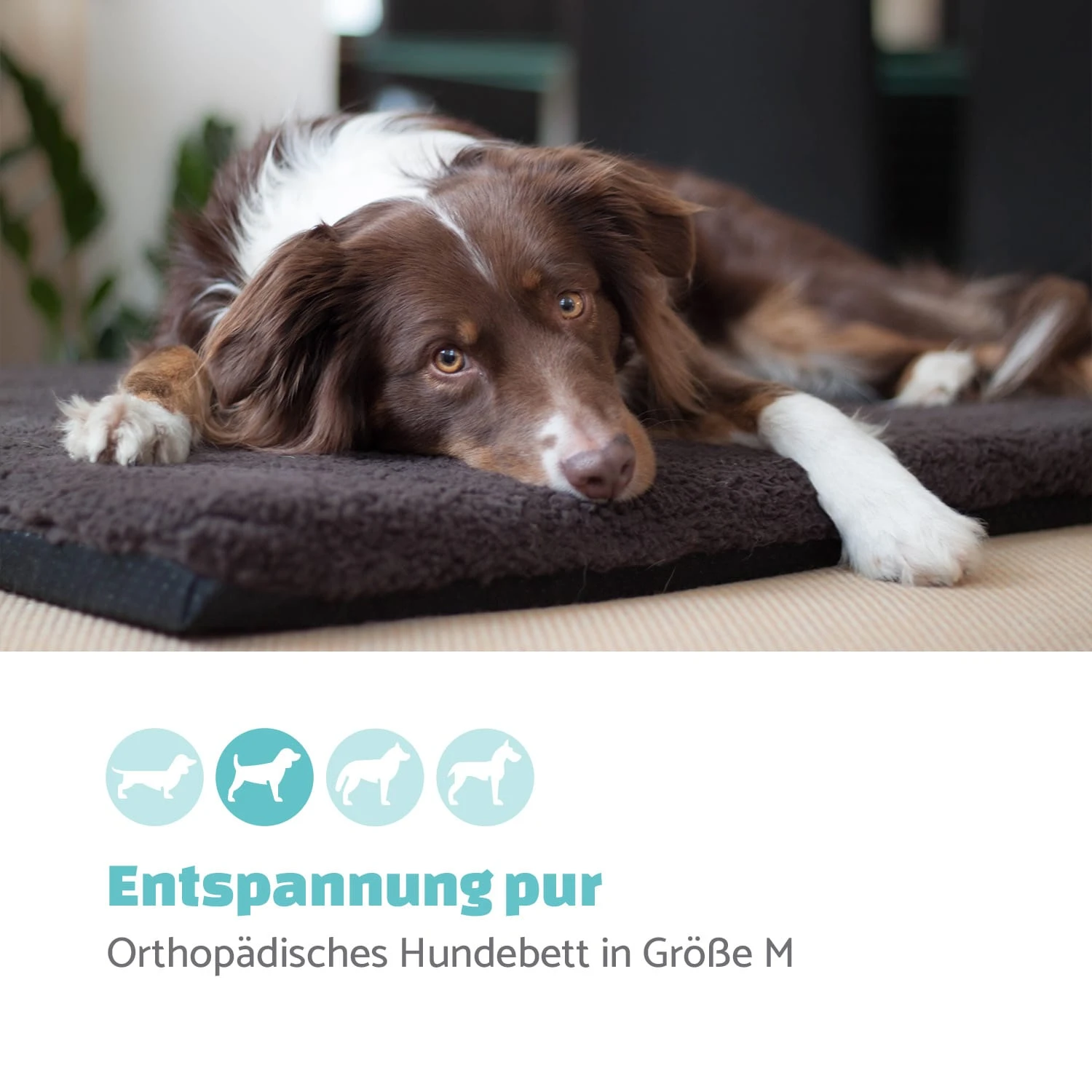Luna Hundebett Waschbar Orthopädisch Rutschfest Memory-Schaum Größe M 2 Luna Hundebett Waschbar Orthopädisch Rutschfest Memory-Schaum Größe M – Bild 2